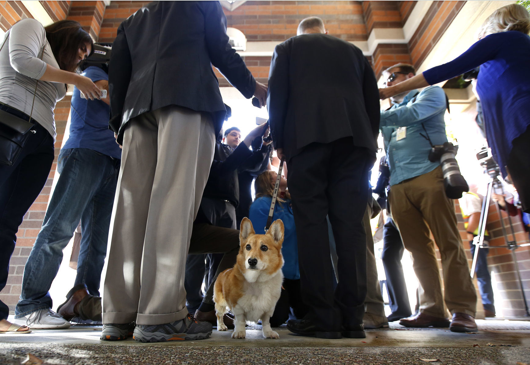 13. Pembroke Welsh Corgis